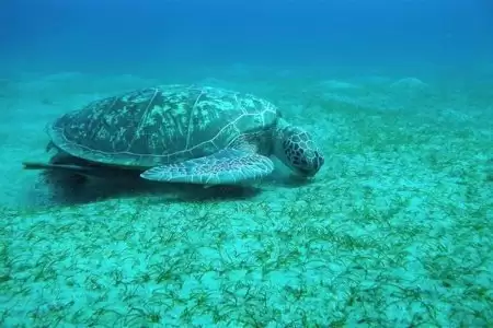 Abu dabbab:snorkeling tour